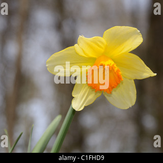 A blooming daffodil in the spring time Stock Photo