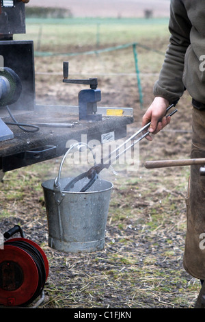 Farrier cooling hot horseshoe in bucket of water. Stock Photo