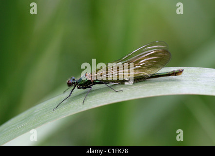 Female Beautiful Demoiselle Damselfly, Calopteryx virgo, Calopterygidae, Zygoptera, Odonata. Stock Photo