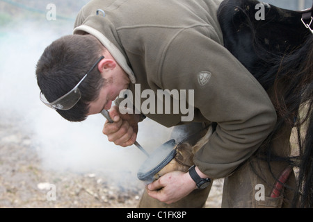 Farrier fitting new horseshoe Stock Photo