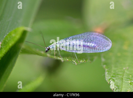 Blue Lacewing, Chrysopa perla, Chrysopidae, Neuroptera. Stock Photo