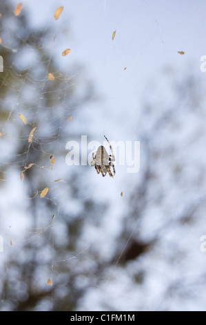 Western spotted orbweaver (Neoscona oaxacensis) on his web Stock Photo