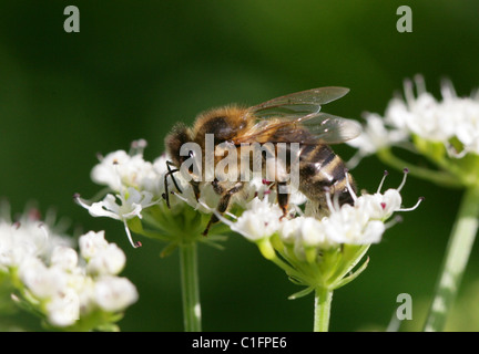 Solitary Ground Nesting Bee, Melitta leporina, Ampulicidae, Apoidea, Apocrita, Hymenoptera. Mining Bee. Stock Photo