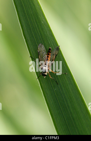 Downlooker Snipe Fly, Rhagio scolopaceus, Rhagionidae, Diptera. Male. Stock Photo