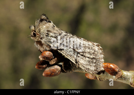 Yellow Horned  -  Achlya flavicornis galbanus Stock Photo