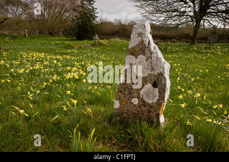 Wild Daffodils Narcissus pseudonarcissus in old churchyard, with lichen-covered gravestone, at Holwell, North Dorset. Stock Photo