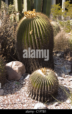 giant-barrel-cactus-