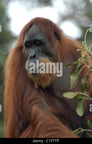 Sumatran Orangutan (Pongo abelii) Perth Zoo Stock Photo