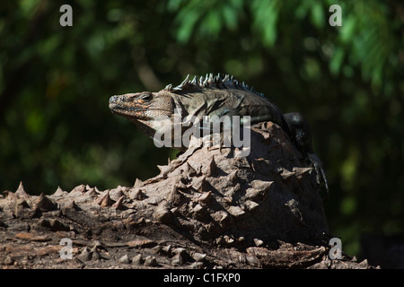 Black Ctenosaur (Iguana Negra) a lizard endemic to Central America, on spiny Pochote tree (a prized timber); Nosara, Costa Rica Stock Photo