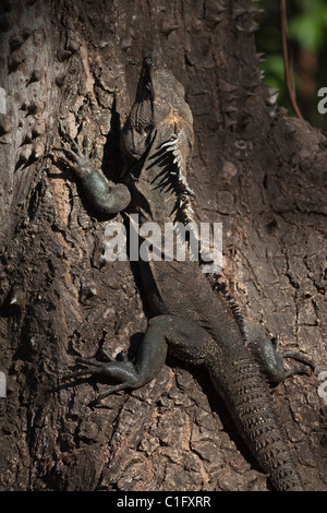 Black Ctenosaur (Iguana Negra) a lizard endemic to Central America, on spiny Pochote tree (a prized timber); Nosara, Costa Rica Stock Photo