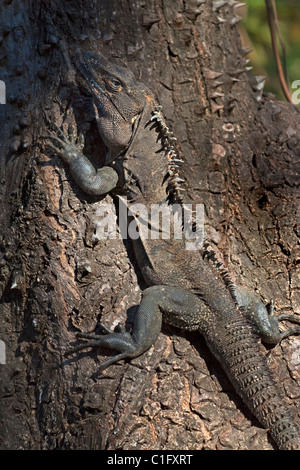 Black Ctenosaur (Iguana Negra) a lizard endemic to Central America, on spiny Pochote tree (a prized timber); Nosara, Costa Rica Stock Photo