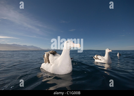 Gibson's wandering albatross (Diomedea exulans gibsoni) Kaikoura, New Zealand Stock Photo