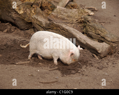 Little potbellied pig rooting in the dirt. Arcen, Zuid Limburg, the Netherlands Stock Photo