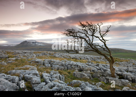 Snow capped Ingleborough and wind blown hawthorn tree on limestone pavements on Twistleton Scar, Yorkshire Dales National Park Stock Photo