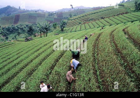 Indonesia, Java Island, Solo region, Karangpandan country landscape Stock Photo