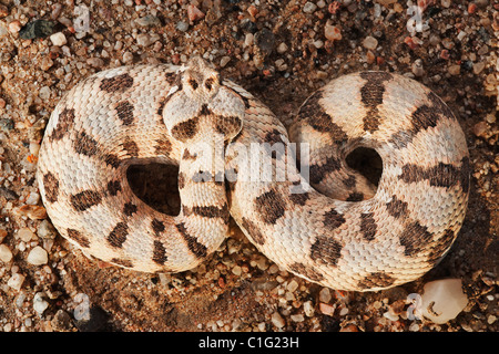 Many-horned adder (Bitis cornuta) Stock Photo