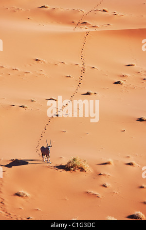 Gemsbok (Oryx gazella) In typical desert habitat Namibian desert Stock Photo