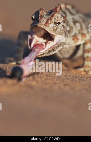 Namaqua Chameleon (Chamaeleo namaquensis) whose habitat consist of sandy areas of the Namib desert Stock Photo