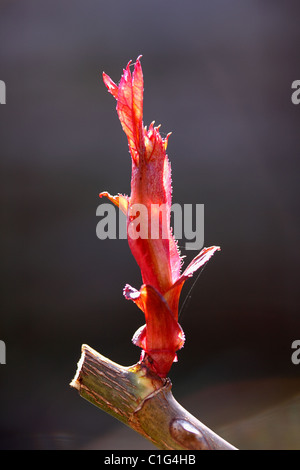 NEW ROSE SHOOTS IN EARLY SPRING. Stock Photo