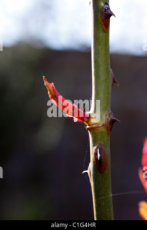 NEW ROSE SHOOTS IN EARLY SPRING. Stock Photo