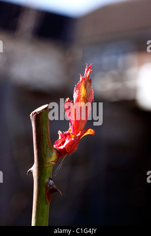 NEW ROSE SHOOTS IN EARLY SPRING. Stock Photo