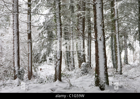 Snow covered winter woodland scene, Morchard Bishop, Devon, England. Winter (December) 2010. Stock Photo