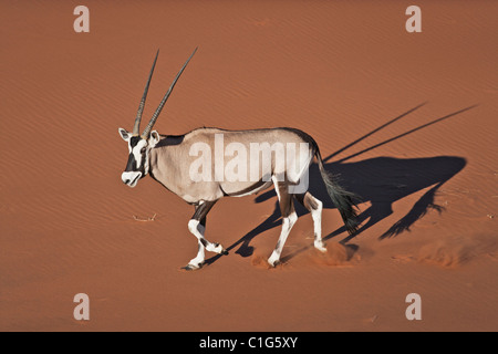 Gemsbok (Oryx gazella) In typical desert habitat Namibian desert sand dunes Stock Photo