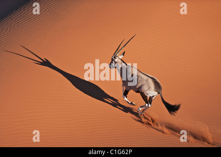 Gemsbok (Oryx gazella) In typical desert habitat Namibian desert sand dunes Stock Photo