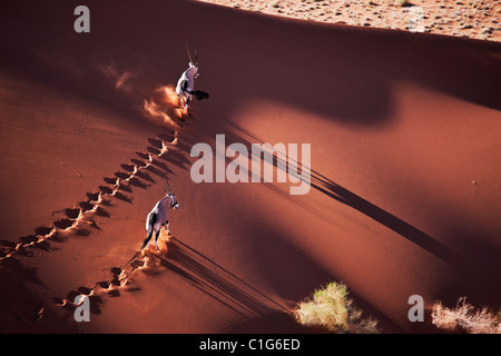 Gemsbok (Oryx gazella) In typical desert habitat Namibian desert sand dunes Stock Photo