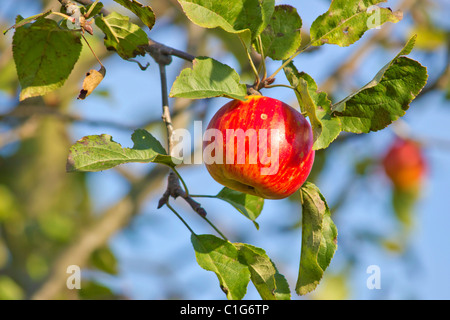 apple on tree Stock Photo