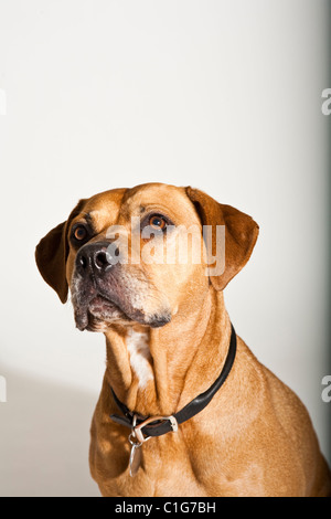 Portrait of mixed breed dog of Pit Bull and Boxer on white.