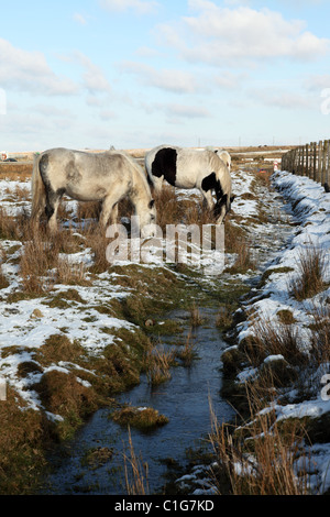 Wild Ponies at Temple on Bodmin Moor Cornwall England UK Stock Photo