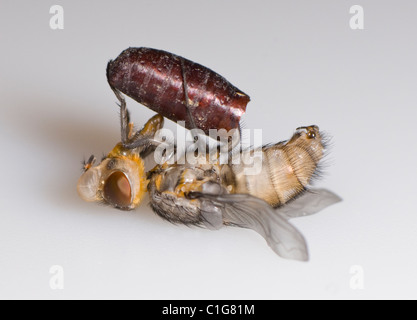 Bluebottle Fly (Calliphora sp.) emerging from its pupae Stock Photo
