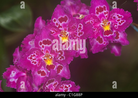 Odontioda Aviewood 'White River' Orchid Stock Photo