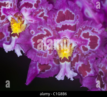 Odontioda Bel Val Orchid Stock Photo