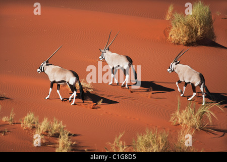 Gemsbok (Oryx gazella) In typical desert habitat Namibian desert sand dunes Stock Photo