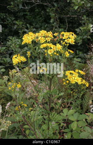 Hoary ragwort (Senecio erucifolius : Asteraceae), Cornwall, UK Stock Photo