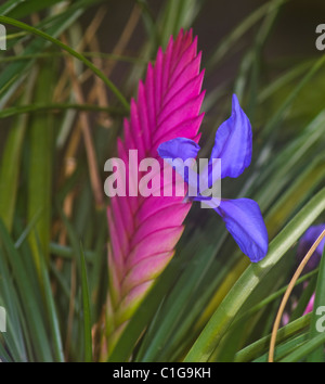 Pink Quill Bromeliad (Tillandsia cyanea ), Ecuador Stock Photo