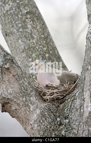 Mourning Dove on Nest Stock Photo