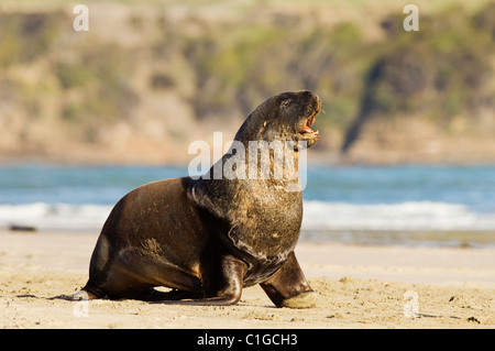 Male Hooker's or New Zealand sea lion (Phocarctos hookeri) Surat Bay, The Catlins, New Zealand. Stock Photo