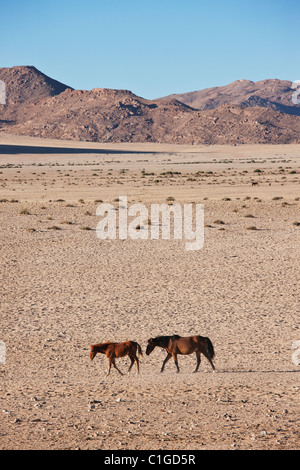 Namib desert Feral Horses Stock Photo