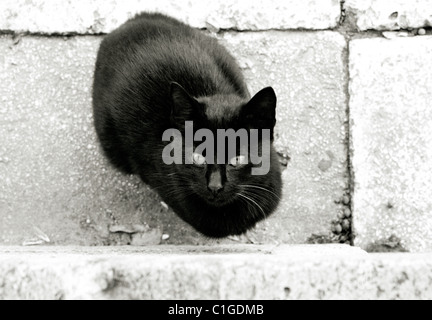 Documentary Photography - Black cat in Istanbul in Turkey in Middle East Asia. Cats Animal Animals Feline Stock Photo