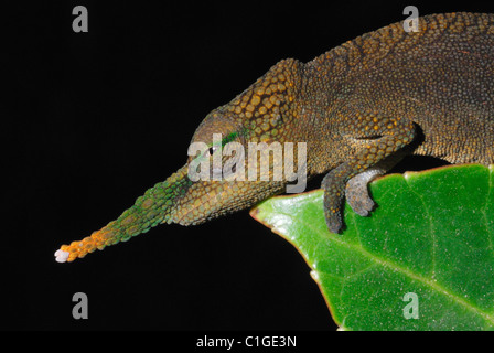 Male Long-nosed Chameleon (Calumma gallus) in the rainforest of Andasibe National Park, eastern Madagascar. August 2010. Stock Photo