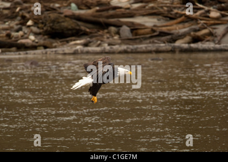 Bald Eagle (Haliaetus leucocephalus) hunting for salmon,   Squamish, BC, Canada Stock Photo