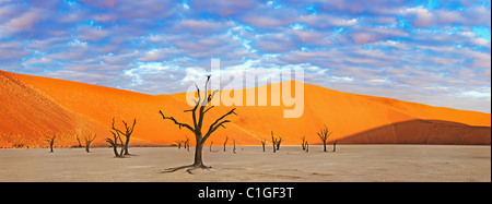 Panoramic view of a Dead Acacia tree Sossusvlei in the Namib desert. Namib-Naukluft N.P, Namibia
