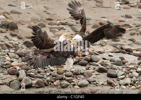 Bald Eagles looking for salmon in the Squamish River, Squamish, BC, Canada Stock Photo
