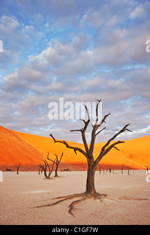 Dead Acacia tree Sossusvlei in the Namib desert. Namib-Naukluft N.P, Namibia