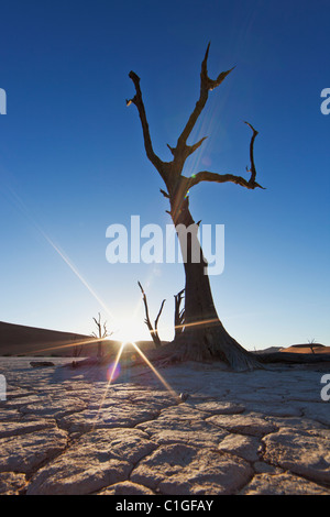 Dead Acacia tree in silhouette Sossusvlei in the Namib desert. Namib-Naukluft N.P, Namibia