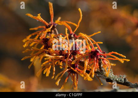 Witch Hazel Hamamelis, intermedia, Aphrodite Stock Photo