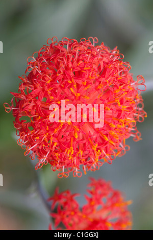Asteraceae Kleinia abyssinica Stock Photo